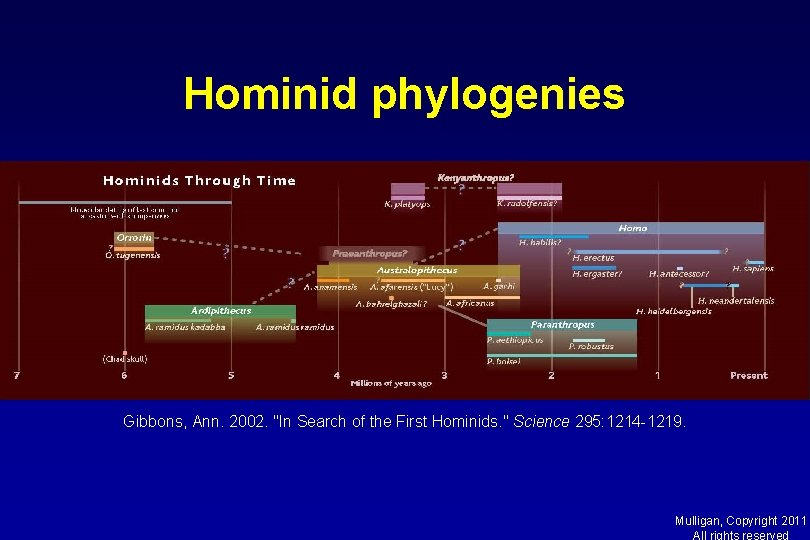 Hominid phylogenies Gibbons, Ann. 2002. "In Search of the First Hominids. " Science 295: