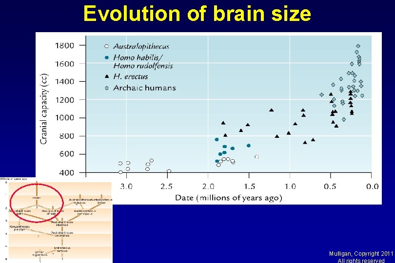 Evolution of brain size Mulligan, Copyright 2011 All rights reserved 