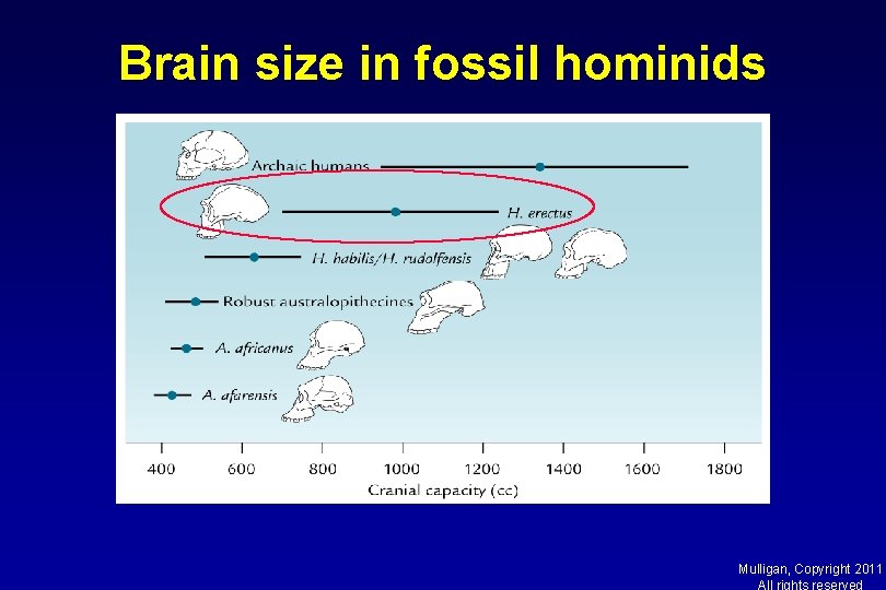 Brain size in fossil hominids Mulligan, Copyright 2011 All rights reserved 