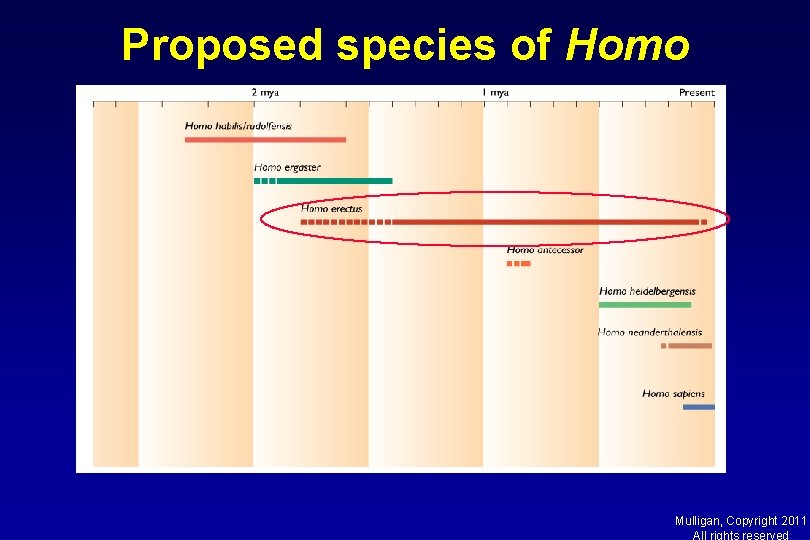 Proposed species of Homo Mulligan, Copyright 2011 All rights reserved 