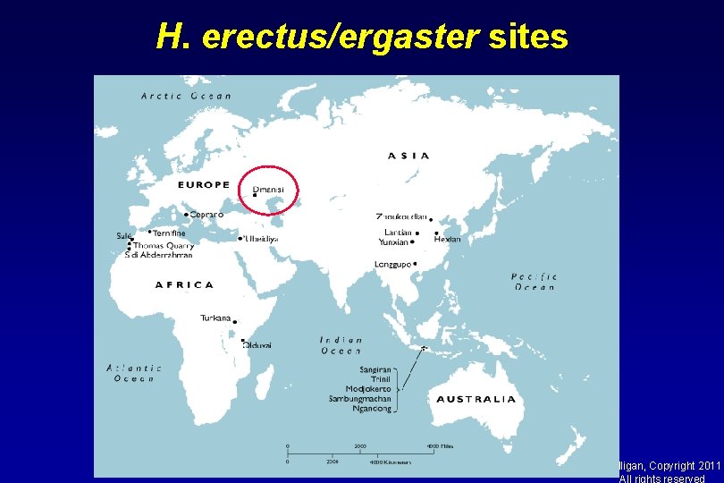 H. erectus/ergaster sites Mulligan, Copyright 2011 All rights reserved 