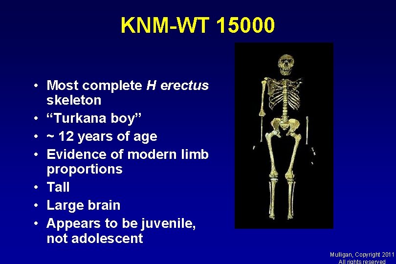 KNM-WT 15000 • Most complete H erectus skeleton • “Turkana boy” • ~ 12