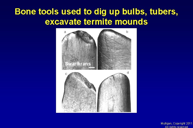 Bone tools used to dig up bulbs, tubers, excavate termite mounds Swartkrans Mulligan, Copyright