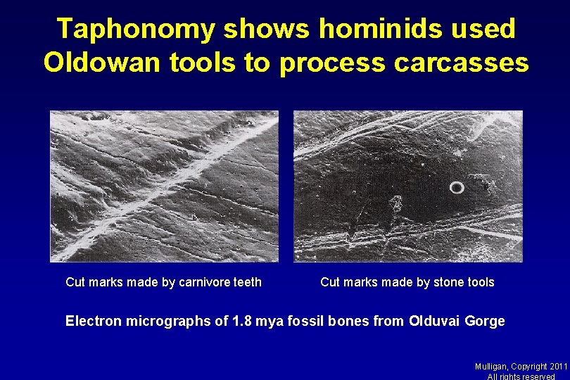 Taphonomy shows hominids used Oldowan tools to process carcasses Cut marks made by carnivore