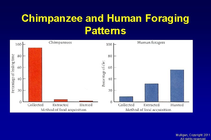 Chimpanzee and Human Foraging Patterns Mulligan, Copyright 2011 All rights reserved 