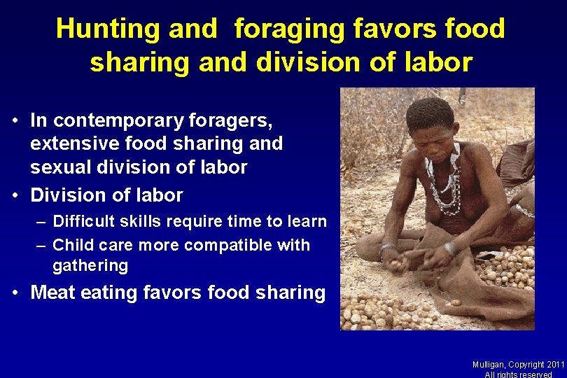 Hunting and foraging favors food sharing and division of labor • In contemporary foragers,