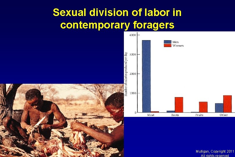 Sexual division of labor in contemporary foragers Mulligan, Copyright 2011 All rights reserved 