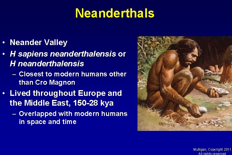 Neanderthals • Neander Valley • H sapiens neanderthalensis or H neanderthalensis – Closest to