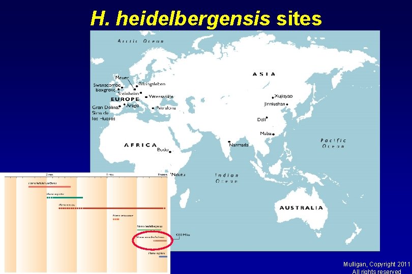H. heidelbergensis sites Mulligan, Copyright 2011 All rights reserved 