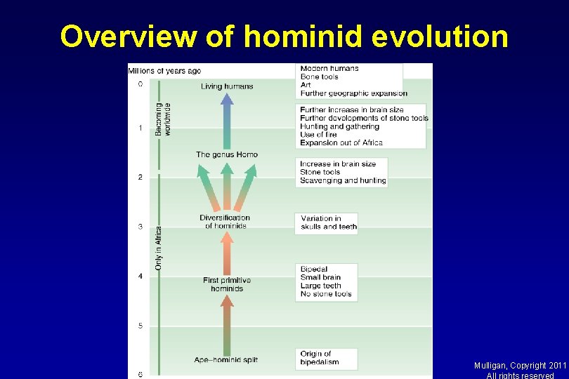 Overview of hominid evolution Mulligan, Copyright 2011 All rights reserved 