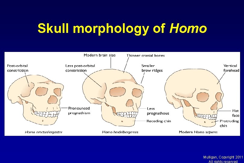 Skull morphology of Homo Mulligan, Copyright 2011 All rights reserved 