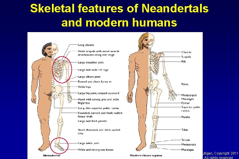 Skeletal features of Neandertals and modern humans Mulligan, Copyright 2011 All rights reserved 