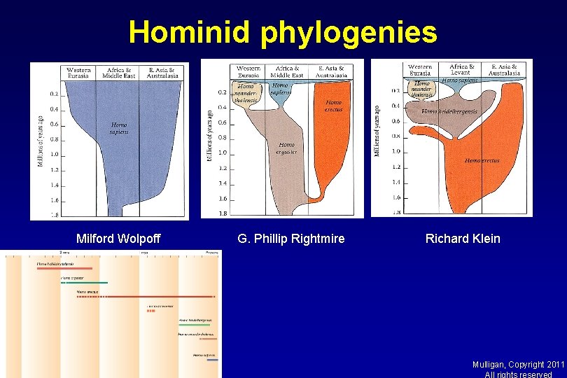 Hominid phylogenies Milford Wolpoff G. Phillip Rightmire Richard Klein Mulligan, Copyright 2011 All rights