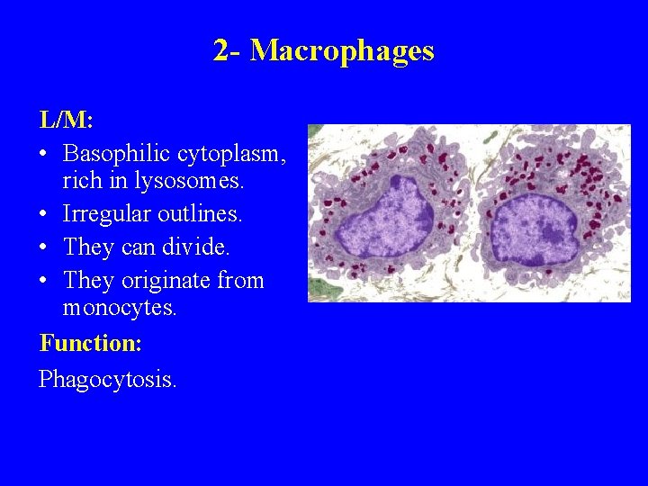 2 - Macrophages L/M: • Basophilic cytoplasm, rich in lysosomes. • Irregular outlines. •