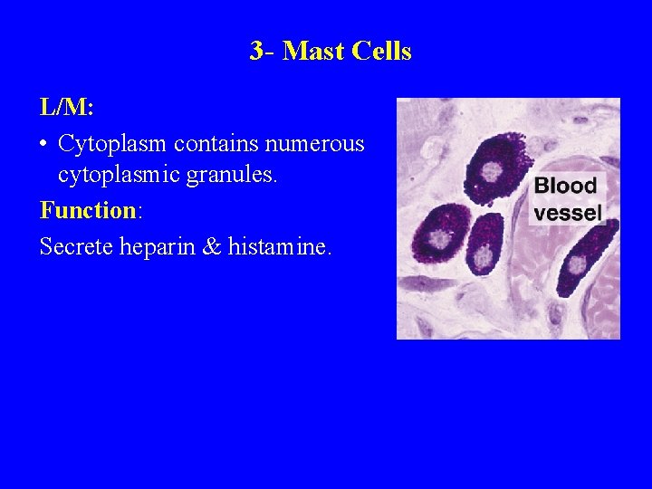 3 - Mast Cells L/M: • Cytoplasm contains numerous cytoplasmic granules. Function: Secrete heparin