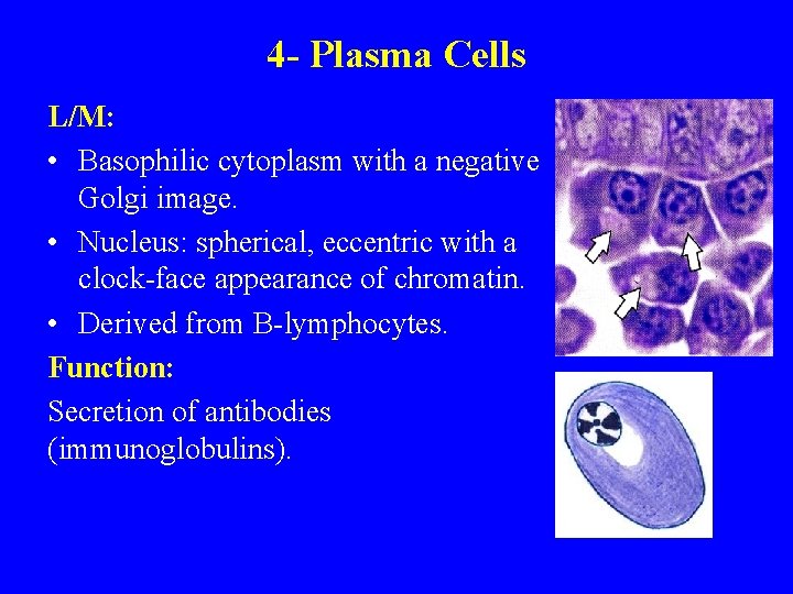 4 - Plasma Cells L/M: • Basophilic cytoplasm with a negative Golgi image. •