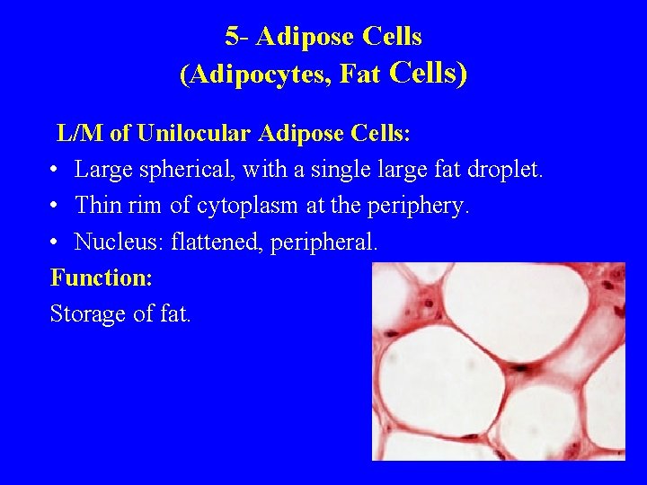 5 - Adipose Cells (Adipocytes, Fat Cells) L/M of Unilocular Adipose Cells: • Large