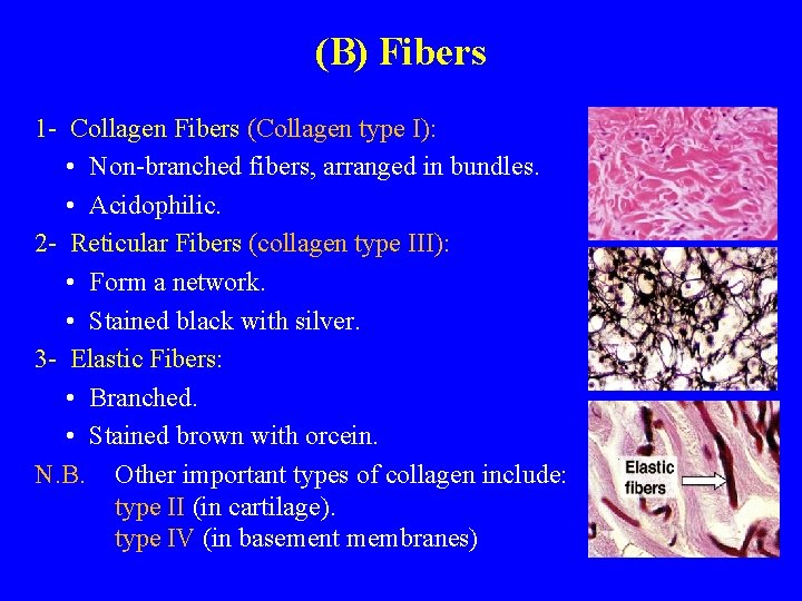 (B) Fibers 1 - Collagen Fibers (Collagen type I): • Non-branched fibers, arranged in
