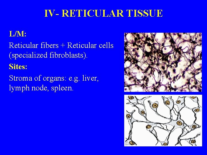 IV- RETICULAR TISSUE L/M: Reticular fibers + Reticular cells (specialized fibroblasts). Sites: Stroma of