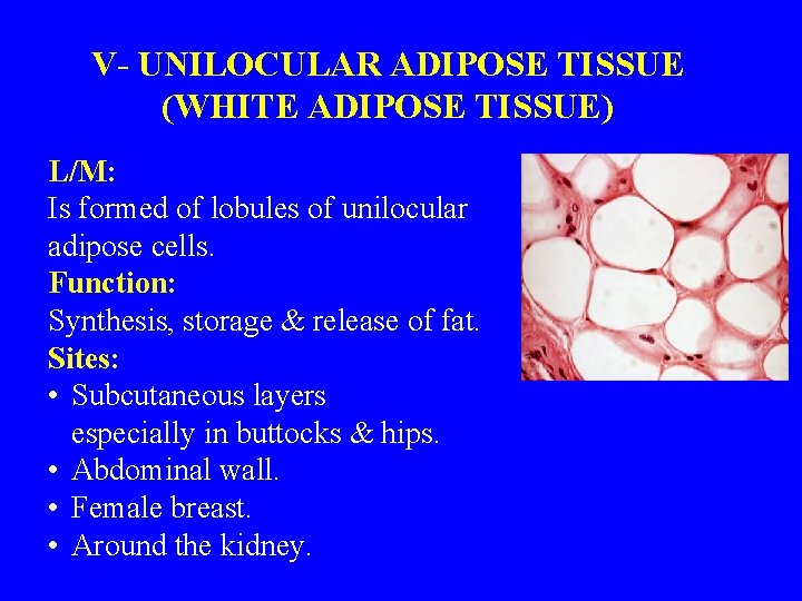V- UNILOCULAR ADIPOSE TISSUE (WHITE ADIPOSE TISSUE) L/M: Is formed of lobules of unilocular