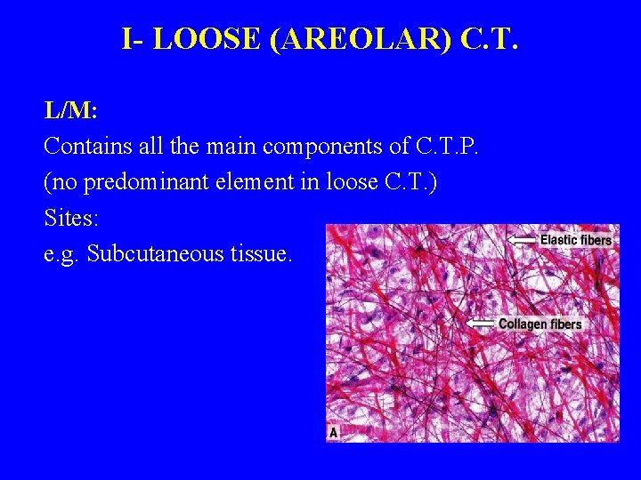 I- LOOSE (AREOLAR) C. T. L/M: Contains all the main components of C. T.