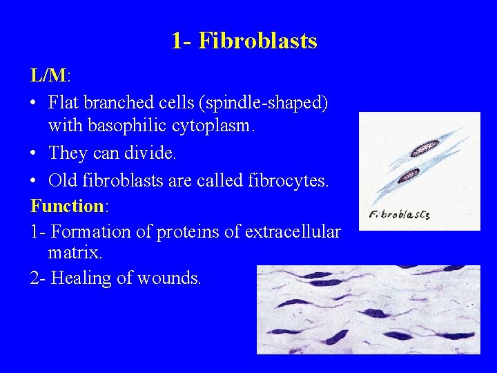 1 - Fibroblasts L/M: • Flat branched cells (spindle-shaped) with basophilic cytoplasm. • They
