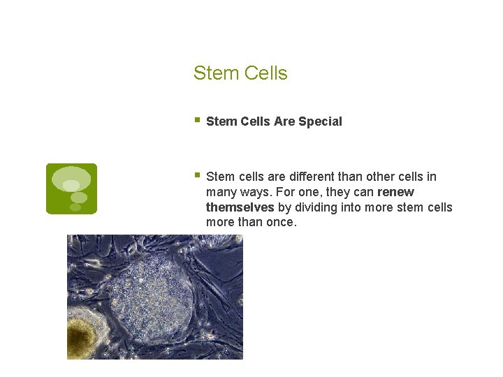 Stem Cells § Stem Cells Are Special § Stem cells are different than other