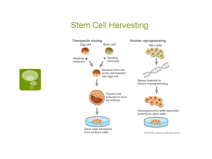 Stem Cell Harvesting 