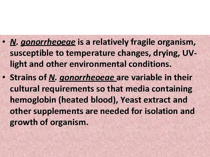 • N. gonorrheoeae is a relatively fragile organism, susceptible to temperature changes, drying,