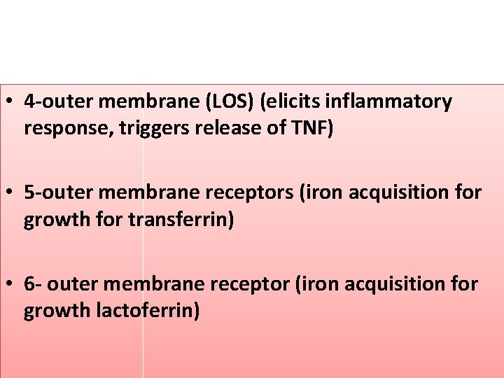  • 4 -outer membrane (LOS) (elicits inflammatory response, triggers release of TNF) •