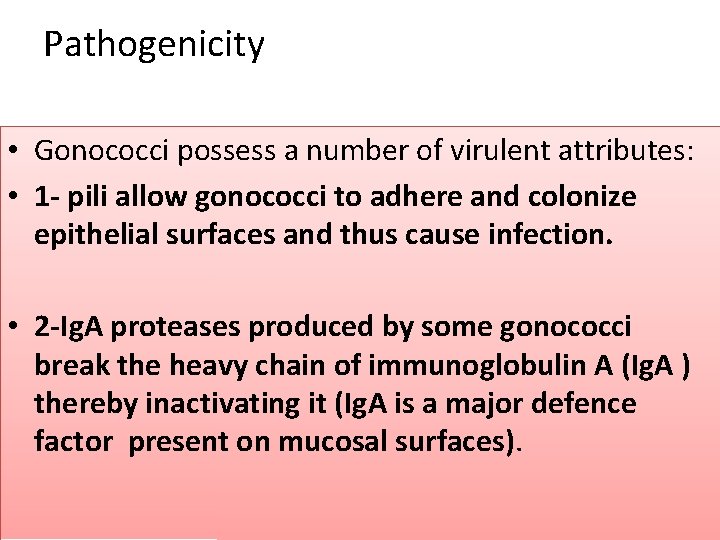 Pathogenicity • Gonococci possess a number of virulent attributes: • 1 - pili allow