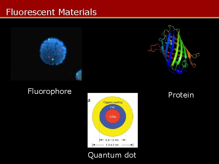 Fluorescent Materials Fluorophore Protein Quantum dot 