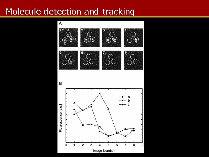 Molecule detection and tracking 