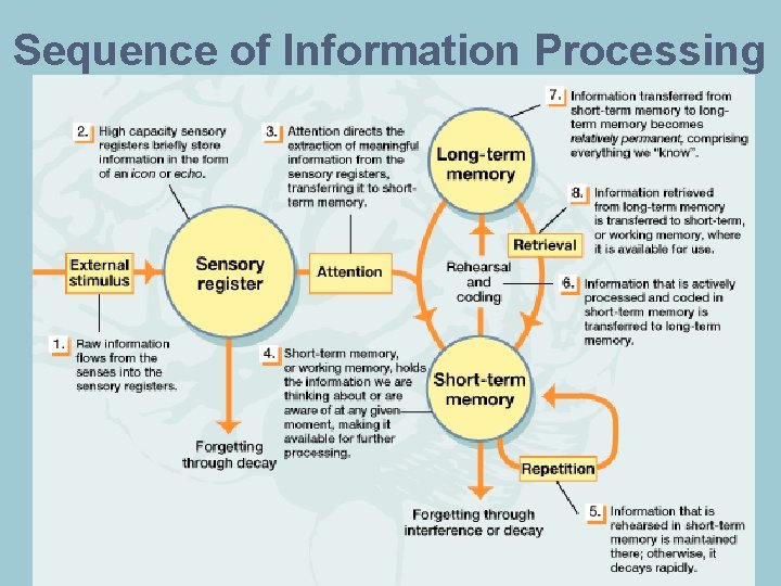 Sequence of Information Processing 