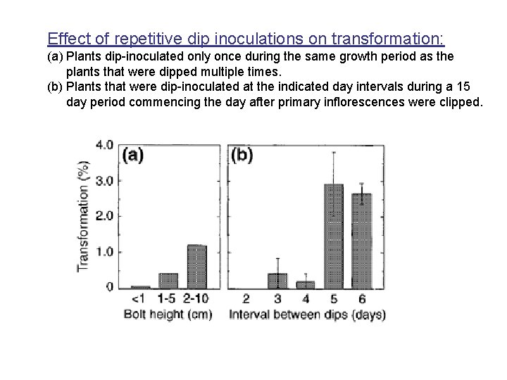 Effect of repetitive dip inoculations on transformation: (a) Plants dip-inoculated only once during the