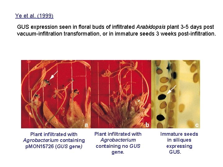 Ye et al. (1999) GUS expression seen in floral buds of infiltrated Arabidopsis plant