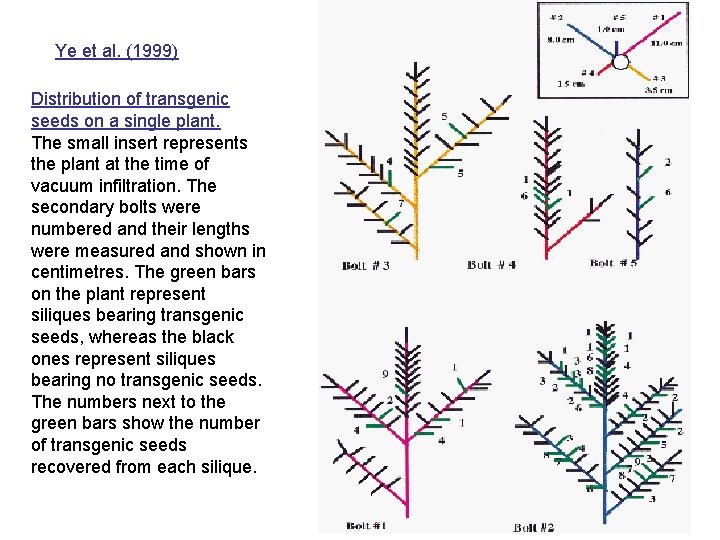 Ye et al. (1999) Distribution of transgenic seeds on a single plant. The small
