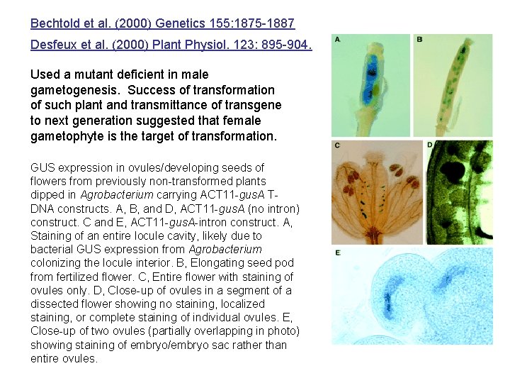 Bechtold et al. (2000) Genetics 155: 1875 -1887 Desfeux et al. (2000) Plant Physiol.