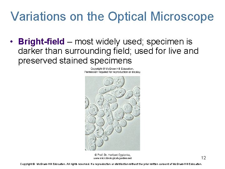 Variations on the Optical Microscope • Bright-field – most widely used; specimen is darker
