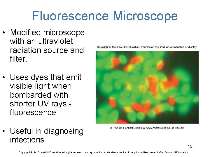 Fluorescence Microscope • Modified microscope with an ultraviolet radiation source and filter. • Uses