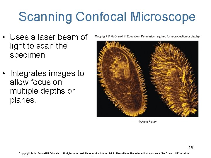Scanning Confocal Microscope • Uses a laser beam of light to scan the specimen.