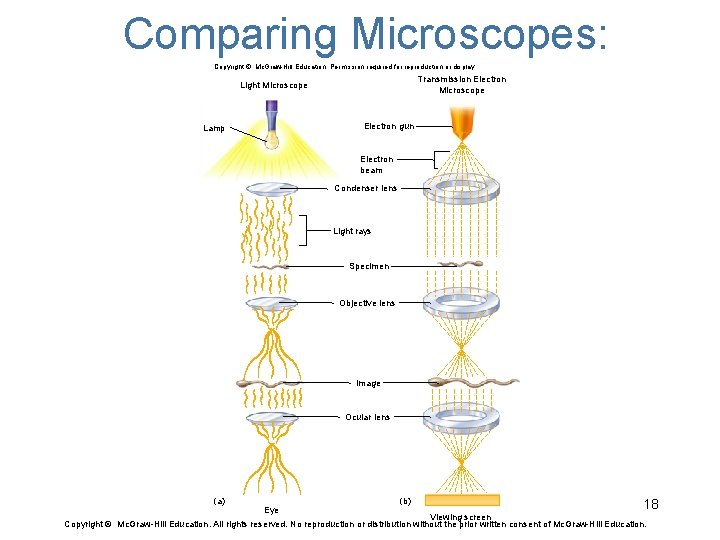 Comparing Microscopes: Copyright © Mc. Graw-Hill Education. Permission required for reproduction or display. Transmission