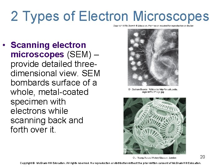 2 Types of Electron Microscopes • Scanning electron microscopes (SEM) – provide detailed threedimensional
