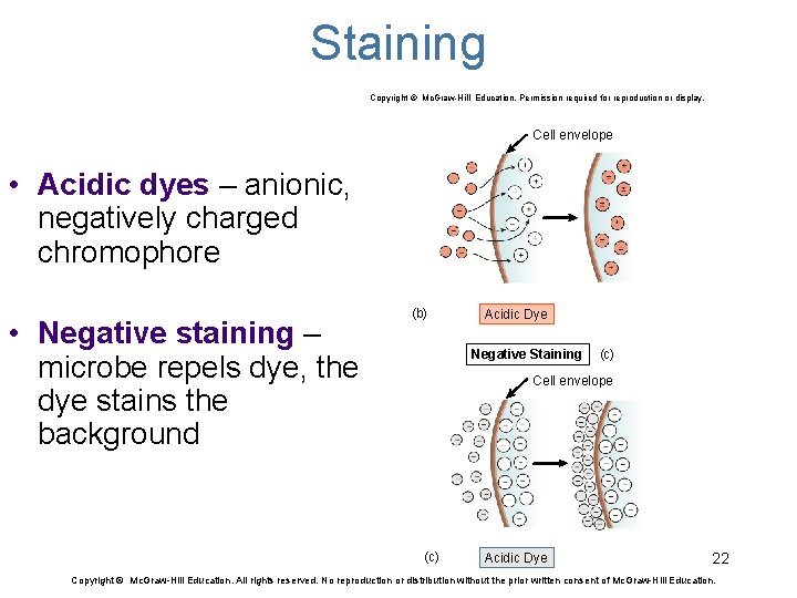 Staining Copyright © Mc. Graw-Hill Education. Permission required for reproduction or display. Cell envelope