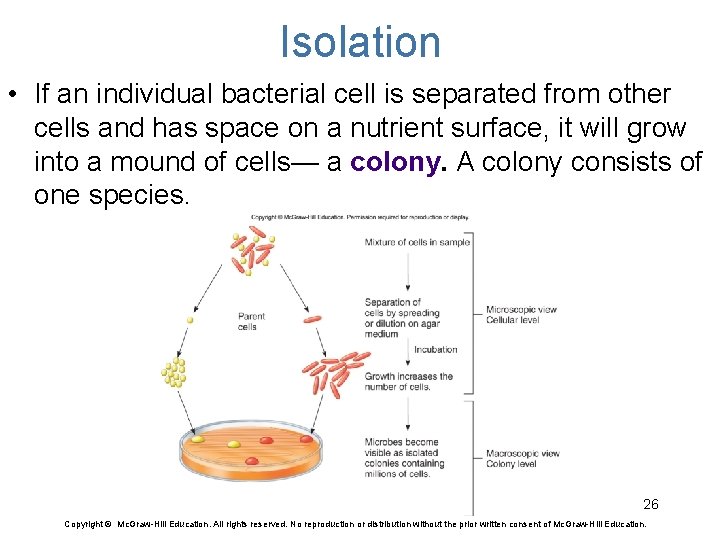 Isolation • If an individual bacterial cell is separated from other cells and has