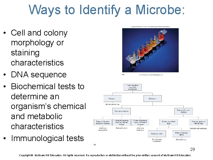 Ways to Identify a Microbe: • Cell and colony morphology or staining characteristics •