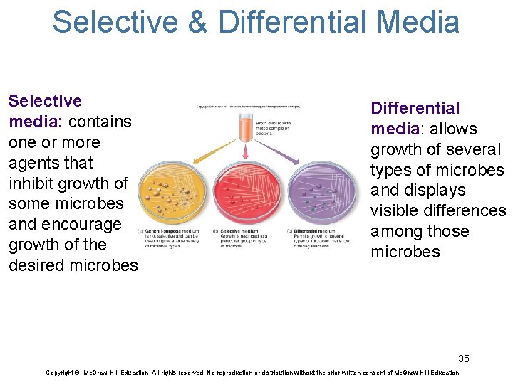 Selective & Differential Media Selective media: contains one or more agents that inhibit growth