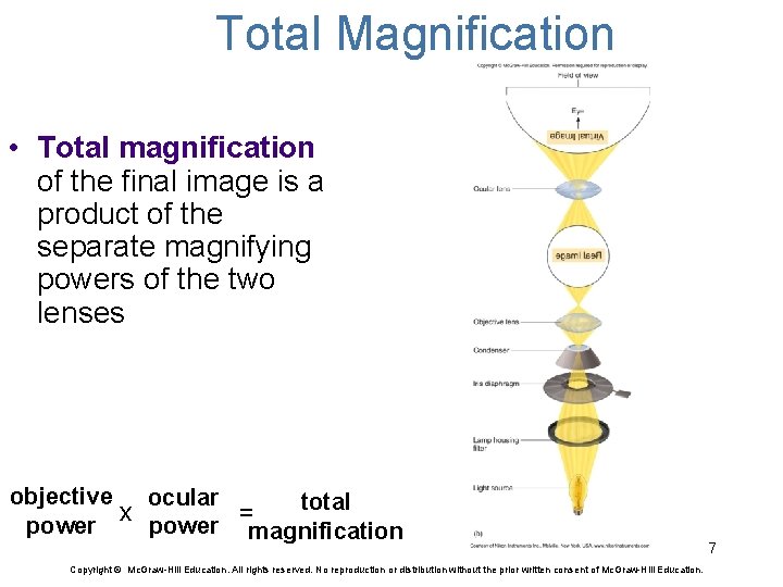 Total Magnification • Total magnification of the final image is a product of the