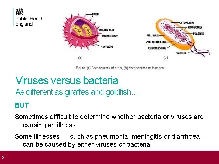 Viruses versus bacteria As different as giraffes and goldfish…. BUT Sometimes difficult to determine