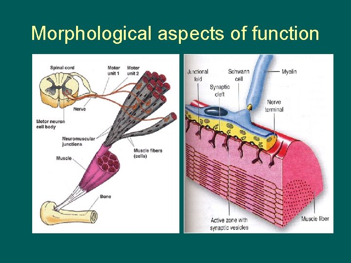 Morphological aspects of function 